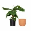 National PLANT NETWORK 7 in. Terracotta Bowl Pot Planter with 8 in. Banana Dwarf Cavendish Plant (1-Piece) -US Flora Bunda Sales 2022 national plant network indoor plants hd4645 64 1000