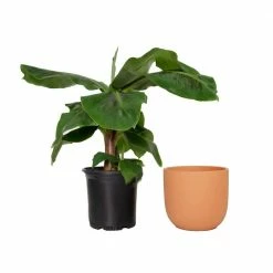 National PLANT NETWORK 7 in. Terracotta Bowl Pot Planter with 8 in. Banana Dwarf Cavendish Plant (1-Piece)
