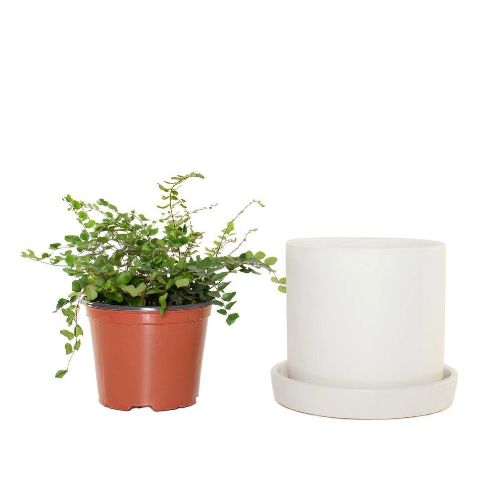 National PLANT NETWORK 7 in. Cream Planter w/Saucer and a 6 Inch Button Fern - 1 Piece 6 National PLANT NETWORK 7 in. Cream Planter w/Saucer and a 6 Inch Button Fern - 1 Piece - Image 4
