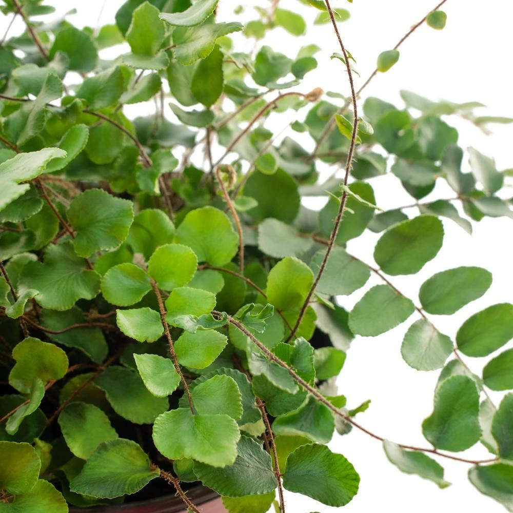 National PLANT NETWORK 7 in. Cream Planter w/Saucer and a 6 Inch Button Fern - 1 Piece 5 National PLANT NETWORK 7 in. Cream Planter w/Saucer and a 6 Inch Button Fern - 1 Piece - Image 3