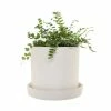 National PLANT NETWORK 7 in. Cream Planter w/Saucer and a 6 Inch Button Fern - 1 Piece -US Flora Bunda Sales 2022 national plant network indoor plants hd4651 64 1000