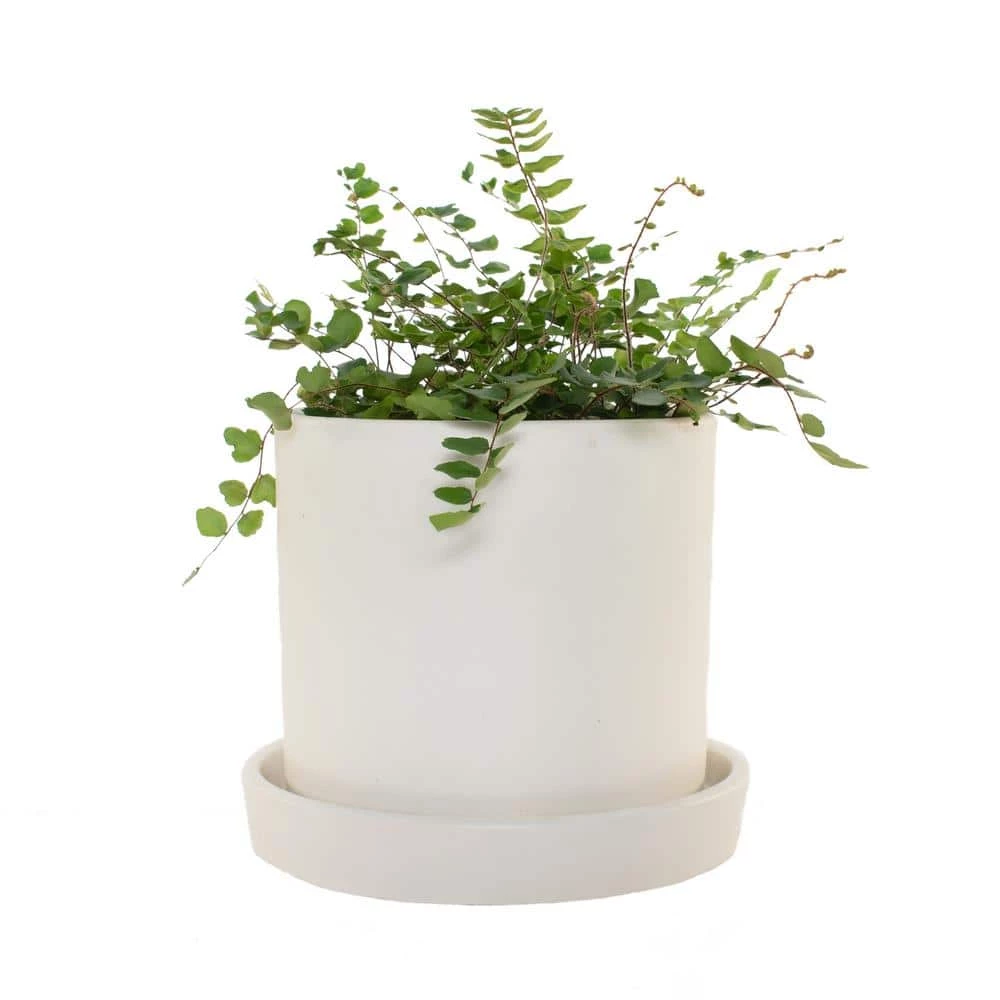 National PLANT NETWORK 7 in. Cream Planter w/Saucer and a 6 Inch Button Fern - 1 Piece 3 National PLANT NETWORK 7 in. Cream Planter w/Saucer and a 6 Inch Button Fern - 1 Piece