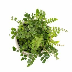 National PLANT NETWORK 7 in. Cream Planter w/Saucer and a 6 Inch Button Fern - 1 Piece 7 National PLANT NETWORK 7 in. Cream Planter w/Saucer and a 6 Inch Button Fern - 1 Piece -US Flora Bunda Sales 2022 national plant network indoor plants hd4651 c3 1000