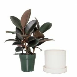 National PLANT NETWORK 7 in. Cream Planter with Saucer and a 6 in. Ficus Burgundy (1-Piece) -US Flora Bunda Sales 2022 national plant network indoor plants hd4654 1f 1000