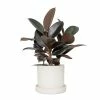 National PLANT NETWORK 7 in. Cream Planter with Saucer and a 6 in. Ficus Burgundy (1-Piece) 1 National PLANT NETWORK 7 in. Cream Planter with Saucer and a 6 in. Ficus Burgundy (1-Piece) -US Flora Bunda Sales 2022 national plant network indoor plants hd4654 64 1000