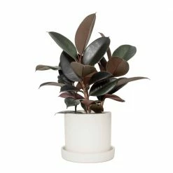 National PLANT NETWORK 7 in. Cream Planter with Saucer and a 6 in. Ficus Burgundy (1-Piece)