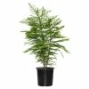 National PLANT NETWORK 10 in. Norfolk Island Pine Plant in Grower Container