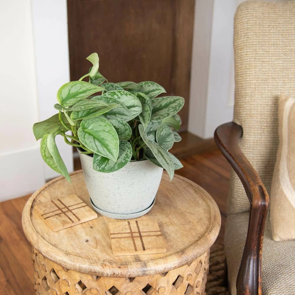 National PLANT NETWORK 6 in. Devil's Ivy Silver Satin Pothos Plant in Grower Pot 6 National PLANT NETWORK 6 in. Devil's Ivy Silver Satin Pothos Plant in Grower Pot - Image 4