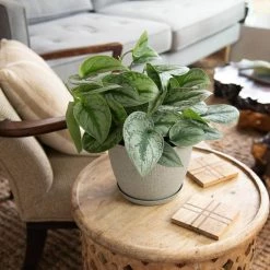 National PLANT NETWORK 6 in. Devil's Ivy Silver Satin Pothos Plant in Grower Pot 8 National PLANT NETWORK 6 in. Devil's Ivy Silver Satin Pothos Plant in Grower Pot -US Flora Bunda Sales 2022 national plant network indoor plants hd7207 4f 1000