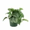 National PLANT NETWORK 6 in. Devil's Ivy Silver Satin Pothos Plant in Grower Pot 2 National PLANT NETWORK 6 in. Devil's Ivy Silver Satin Pothos Plant in Grower Pot -US Flora Bunda Sales 2022 national plant network indoor plants hd7207 64 1000