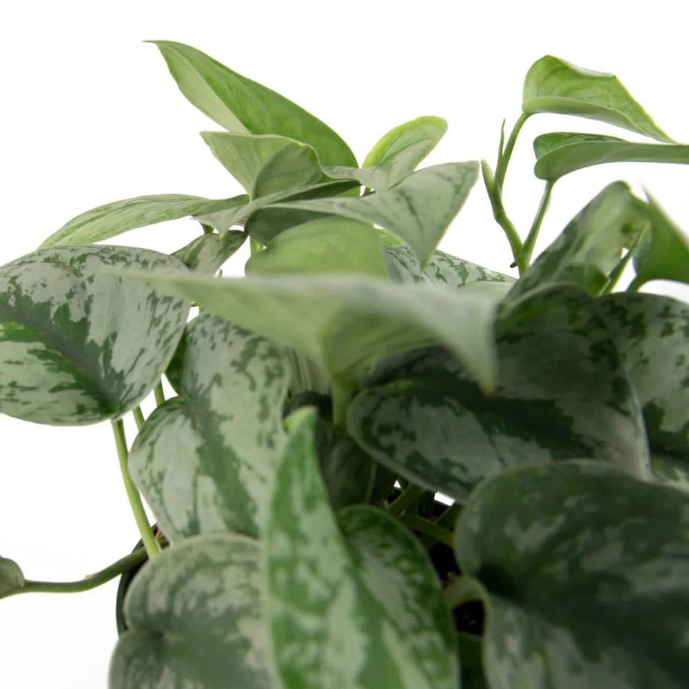National PLANT NETWORK 6 in. Devil's Ivy Silver Satin Pothos Plant in Grower Pot 4 National PLANT NETWORK 6 in. Devil's Ivy Silver Satin Pothos Plant in Grower Pot - Image 2