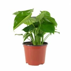 National PLANT NETWORK 6 In. Swiss Cheese Plant Monstera Plant in Grower Pot -US Flora Bunda Sales 2022 national plant network indoor plants hd7210 4f 1000