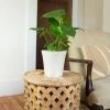 National PLANT NETWORK 6 In. Swiss Cheese Plant Monstera Plant in Grower Pot