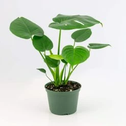 National PLANT NETWORK 6 In. Swiss Cheese Plant Monstera Plant in Grower Pot -US Flora Bunda Sales 2022 national plant network indoor plants hd7210 c3 1000