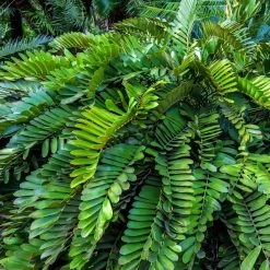 National PLANT NETWORK 2.5 Qt. Cardboard Palm Zamia Plant in Grower Pot -US Flora Bunda Sales 2022 national plant network indoor plants hd7219 c3 1000