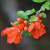 National PLANT NETWORK 2.5 Qt. Dwarf Pomegranate Punica Granatum Plant With Orange Blooms in Grower Pot 1 National PLANT NETWORK 2.5 Qt. Dwarf Pomegranate Punica Granatum Plant With Orange Blooms in Grower Pot -US Flora Bunda Sales 2022 national plant network indoor plants hd7225 64 1000