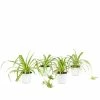 National PLANT NETWORK 4 in. Spider Plant Chlorophytum Plant in Grower Pot (4-Piece) -US Flora Bunda Sales 2022 national plant network indoor plants hd7242 64 1000