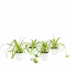 National PLANT NETWORK 4 in. Spider Plant Chlorophytum Plant in Grower Pot (4-Piece)