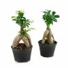National PLANT NETWORK 4 In. Chinese Banyan Tree Ficus Plant in Grower Pot - 4 Piece -US Flora Bunda Sales 2022 national plant network indoor plants hd7269 64 1000
