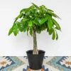 National PLANT NETWORK 6 In. Braided Money Tree Pichera Plant in Grower Pot 2 National PLANT NETWORK 6 In. Braided Money Tree Pichera Plant in Grower Pot -US Flora Bunda Sales 2022 national plant network indoor plants hd7270 64 1000