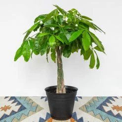 National PLANT NETWORK 6 In. Braided Money Tree Pichera Plant in Grower Pot