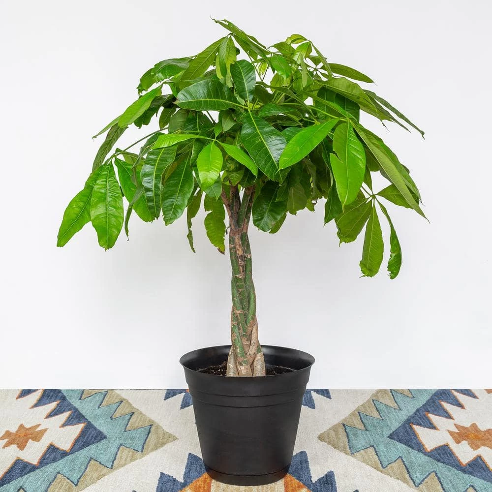 National PLANT NETWORK 6 In. Braided Money Tree Pichera Plant in Grower Pot 3 National PLANT NETWORK 6 In. Braided Money Tree Pichera Plant in Grower Pot