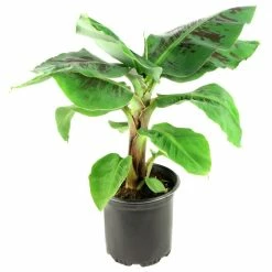 National PLANT NETWORK 2.5 Qt. Little Prince Banana Plant in Grower Pot -US Flora Bunda Sales 2022 national plant network indoor plants hd7271 4f 1000