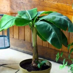 National PLANT NETWORK 2.5 Qt. Little Prince Banana Plant in Grower Pot