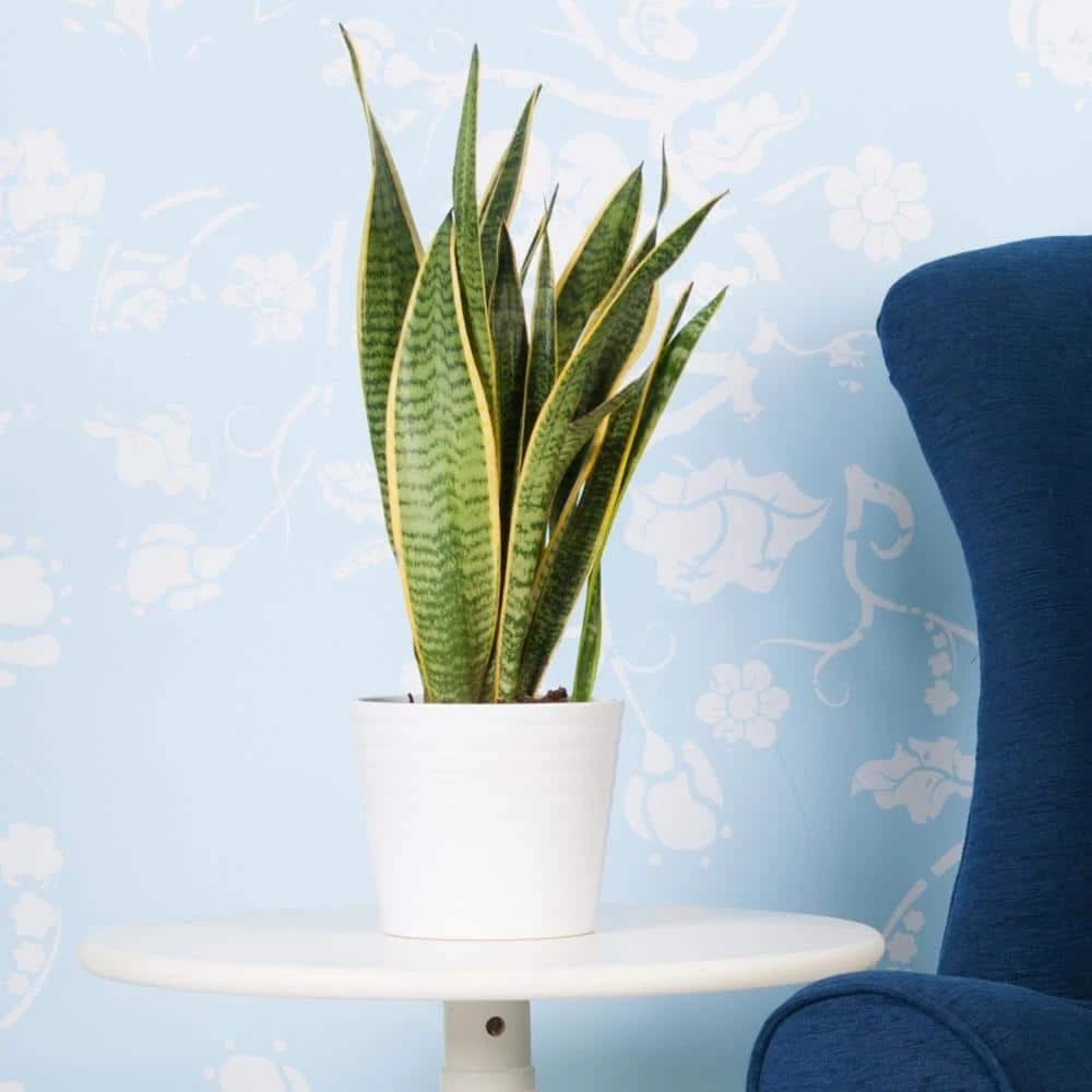 National PLANT NETWORK 6 In. Snake Plant 'Laurentii' Sansaveria Plant in black pot 5 National PLANT NETWORK 6 In. Snake Plant 'Laurentii' Sansaveria Plant in black pot - Image 3