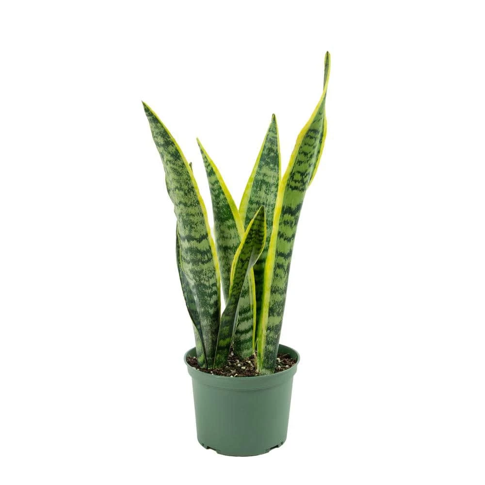 National PLANT NETWORK 6 In. Snake Plant 'Laurentii' Sansaveria Plant in black pot 3 National PLANT NETWORK 6 In. Snake Plant 'Laurentii' Sansaveria Plant in black pot