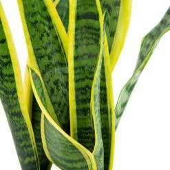 National PLANT NETWORK 6 In. Snake Plant 'Laurentii' Sansaveria Plant in black pot 6 National PLANT NETWORK 6 In. Snake Plant 'Laurentii' Sansaveria Plant in black pot -US Flora Bunda Sales 2022 national plant network indoor plants hd7313 c3 1000