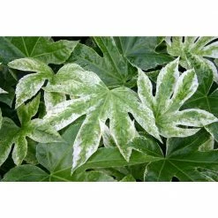 National PLANT NETWORK 2 Gal. Spider Web Fatsia Plant with White Blooms in Black Grower's Pot 9 National PLANT NETWORK 2 Gal. Spider Web Fatsia Plant with White Blooms in Black Grower's Pot -US Flora Bunda Sales 2022 national plant network indoor plants hd7476 1f 1000