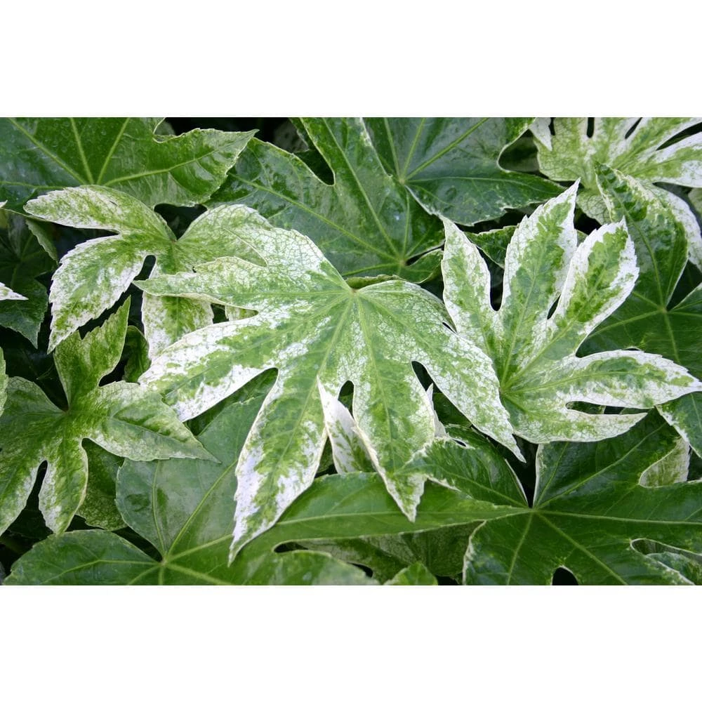 National PLANT NETWORK 2 Gal. Spider Web Fatsia Plant with White Blooms in Black Grower's Pot 6 National PLANT NETWORK 2 Gal. Spider Web Fatsia Plant with White Blooms in Black Grower's Pot - Image 4