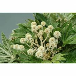 National PLANT NETWORK 2 Gal. Spider Web Fatsia Plant with White Blooms in Black Grower's Pot 8 National PLANT NETWORK 2 Gal. Spider Web Fatsia Plant with White Blooms in Black Grower's Pot -US Flora Bunda Sales 2022 national plant network indoor plants hd7476 4f 1000