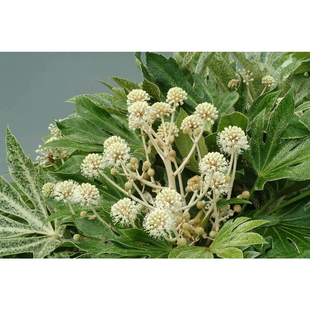 National PLANT NETWORK 2 Gal. Spider Web Fatsia Plant with White Blooms in Black Grower's Pot 5 National PLANT NETWORK 2 Gal. Spider Web Fatsia Plant with White Blooms in Black Grower's Pot - Image 3
