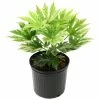 National PLANT NETWORK 2 Gal. Spider Web Fatsia Plant with White Blooms in Black Grower's Pot -US Flora Bunda Sales 2022 national plant network indoor plants hd7476 64 1000