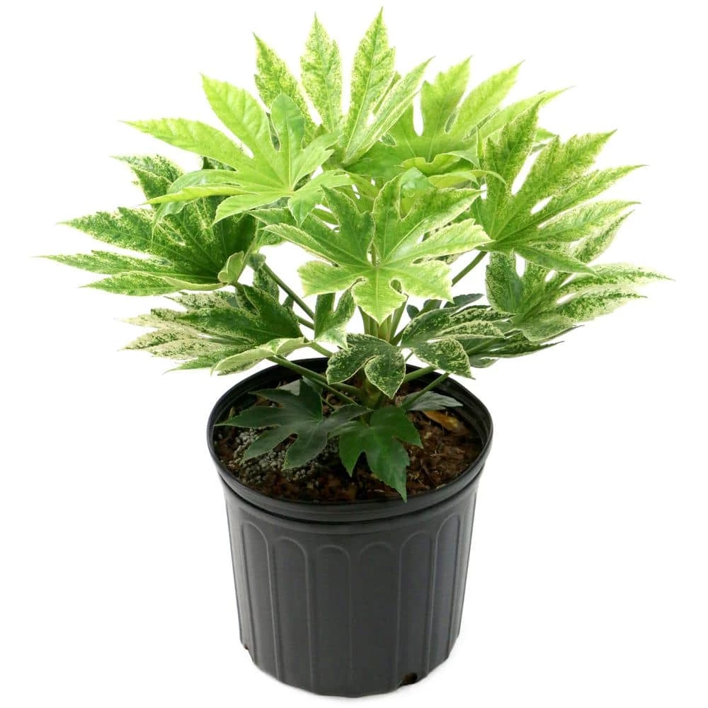 National PLANT NETWORK 2 Gal. Spider Web Fatsia Plant with White Blooms in Black Grower's Pot 3 National PLANT NETWORK 2 Gal. Spider Web Fatsia Plant with White Blooms in Black Grower's Pot