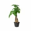 National PLANT NETWORK 6 in. Braided Money Tree Plant in Grower Pot -US Flora Bunda Sales 2022 national plant network indoor plants hd7655 64 1000