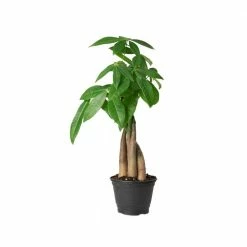 National PLANT NETWORK 6 in. Braided Money Tree Plant in Grower Pot