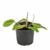 National PLANT NETWORK 6 in. Prayer Red Maranta Plant in. Green Grower Pot -US Flora Bunda Sales 2022 national plant network indoor plants hd7695 64 1000