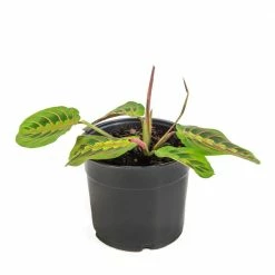 National PLANT NETWORK 6 in. Prayer Red Maranta Plant in. Green Grower Pot