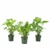 National PLANT NETWORK White Butterfly Arrowhead Plant (Syngonium) in 4 in. Grower Container (3-Plants) -US Flora Bunda Sales 2022 national plant network indoor plants hd7713 64 1000