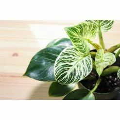 National PLANT NETWORK Birkin Philodendron (Philodendron) in 4 in. Grower Containers (3-Plants) 10 National PLANT NETWORK Birkin Philodendron (Philodendron) in 4 in. Grower Containers (3-Plants) -US Flora Bunda Sales 2022 national plant network indoor plants hd7729 1f 1000