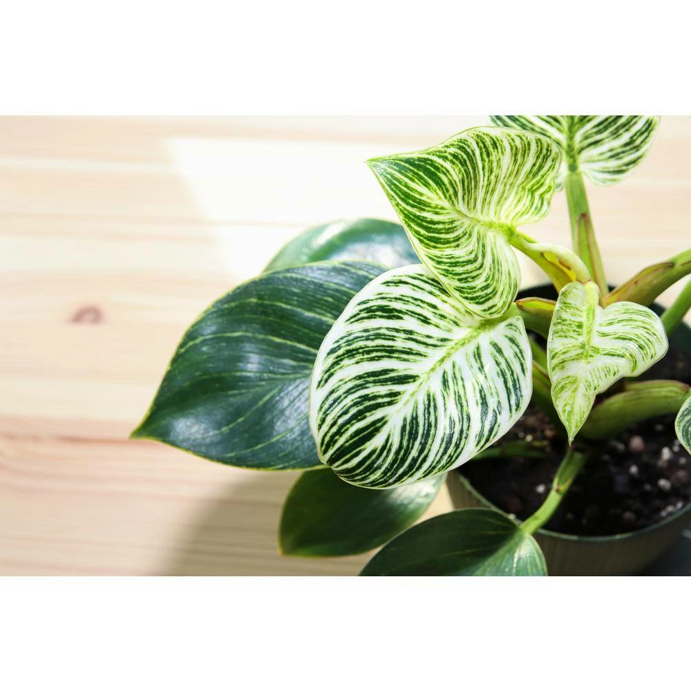 National PLANT NETWORK Birkin Philodendron (Philodendron) in 4 in. Grower Containers (3-Plants) 6 National PLANT NETWORK Birkin Philodendron (Philodendron) in 4 in. Grower Containers (3-Plants) - Image 4