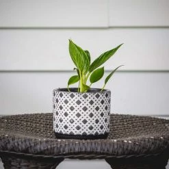 National PLANT NETWORK Birkin Philodendron (Philodendron) in 4 in. Grower Containers (3-Plants) 11 National PLANT NETWORK Birkin Philodendron (Philodendron) in 4 in. Grower Containers (3-Plants) -US Flora Bunda Sales 2022 national plant network indoor plants hd7729 44 1000