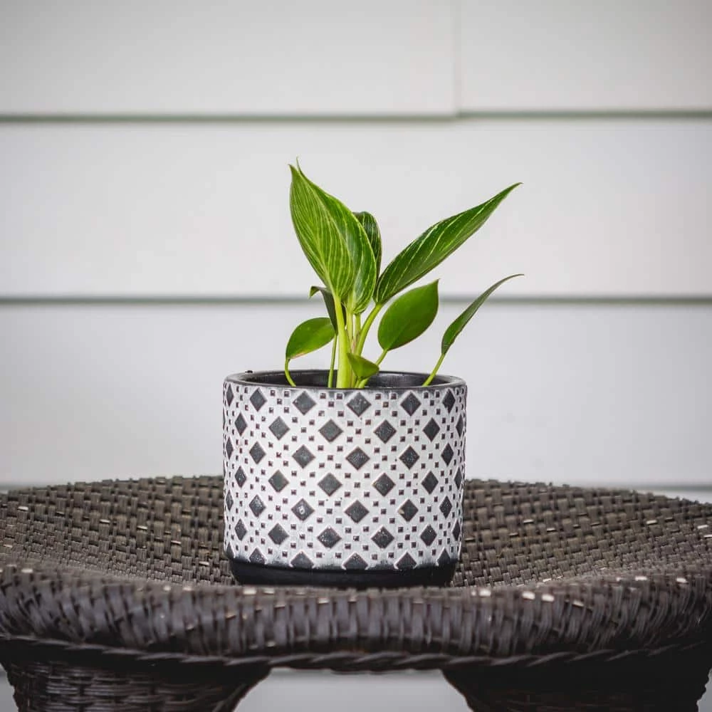 National PLANT NETWORK Birkin Philodendron (Philodendron) in 4 in. Grower Containers (3-Plants) 7 National PLANT NETWORK Birkin Philodendron (Philodendron) in 4 in. Grower Containers (3-Plants) - Image 5