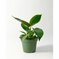 National PLANT NETWORK Birkin Philodendron (Philodendron) in 4 in. Grower Containers (3-Plants) 9 National PLANT NETWORK Birkin Philodendron (Philodendron) in 4 in. Grower Containers (3-Plants) -US Flora Bunda Sales 2022 national plant network indoor plants hd7729 4f 1000