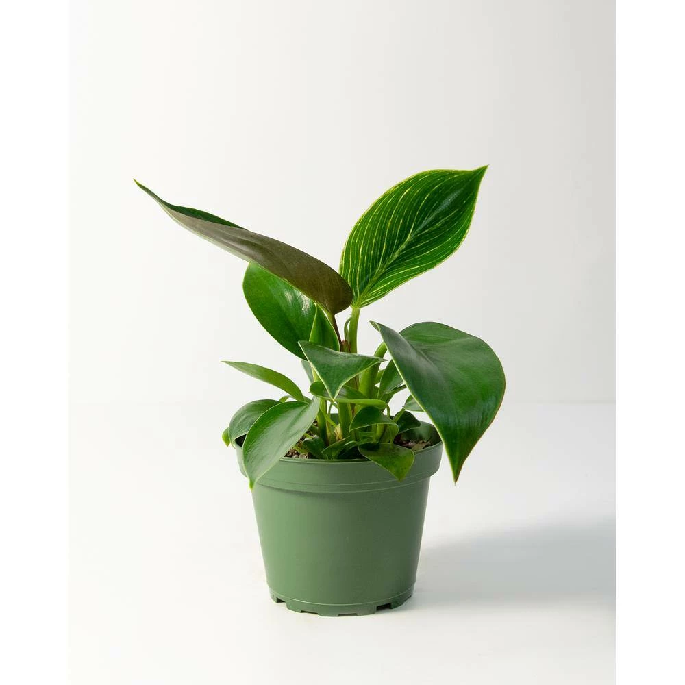 National PLANT NETWORK Birkin Philodendron (Philodendron) in 4 in. Grower Containers (3-Plants) 5 National PLANT NETWORK Birkin Philodendron (Philodendron) in 4 in. Grower Containers (3-Plants) - Image 3