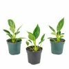 National PLANT NETWORK Birkin Philodendron (Philodendron) in 4 in. Grower Containers (3-Plants)
