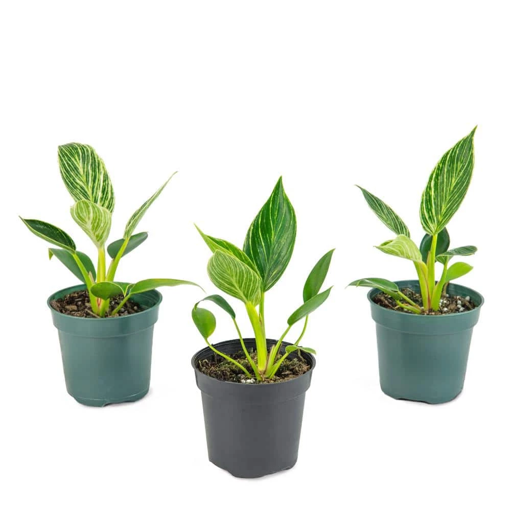National PLANT NETWORK Birkin Philodendron (Philodendron) in 4 in. Grower Containers (3-Plants) 3 National PLANT NETWORK Birkin Philodendron (Philodendron) in 4 in. Grower Containers (3-Plants)